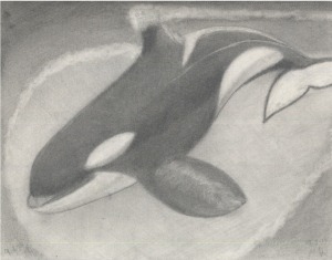 Orca skimming surface